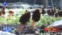 仙游社硎：羊肚菌铺就山区共富路