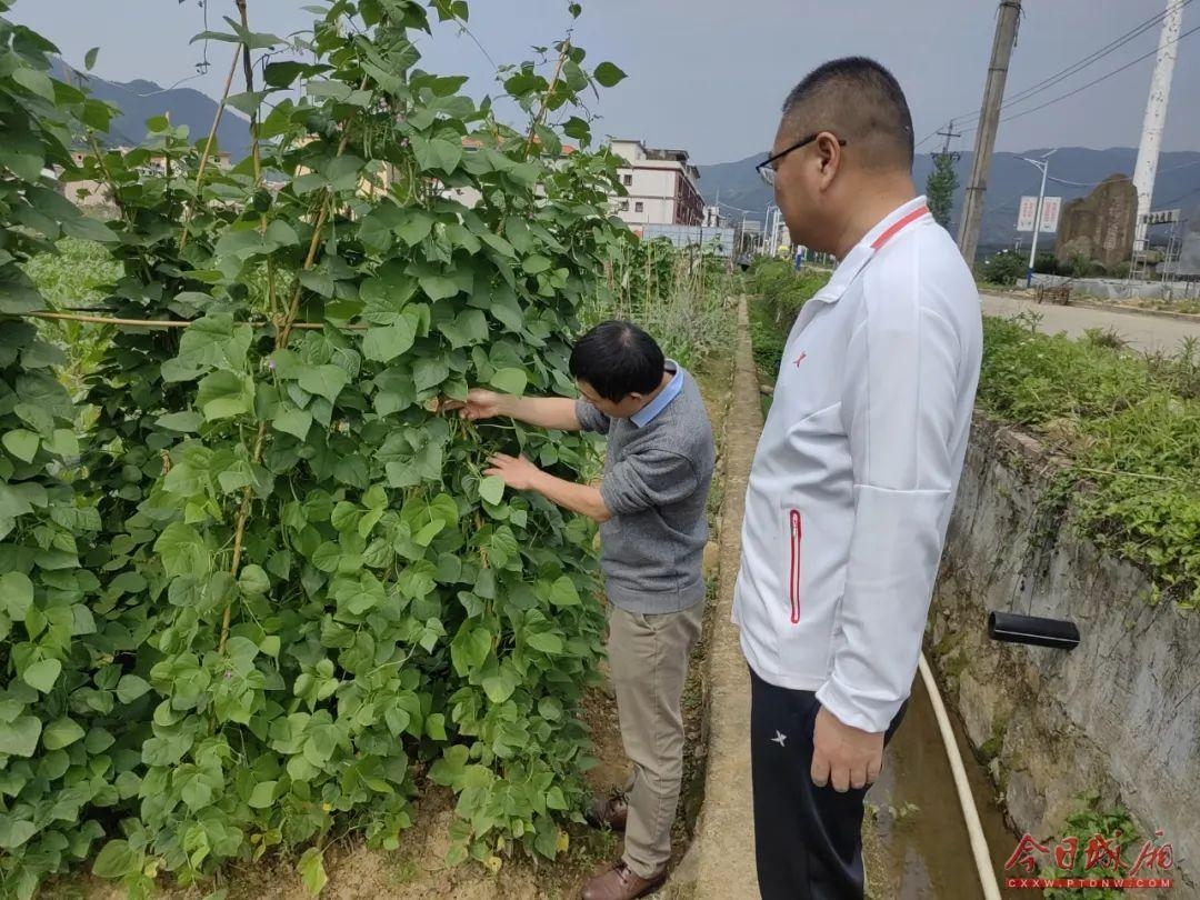 方案,指導生產者在關鍵時期選用對路藥劑,推廣使用高效低毒低風險農藥