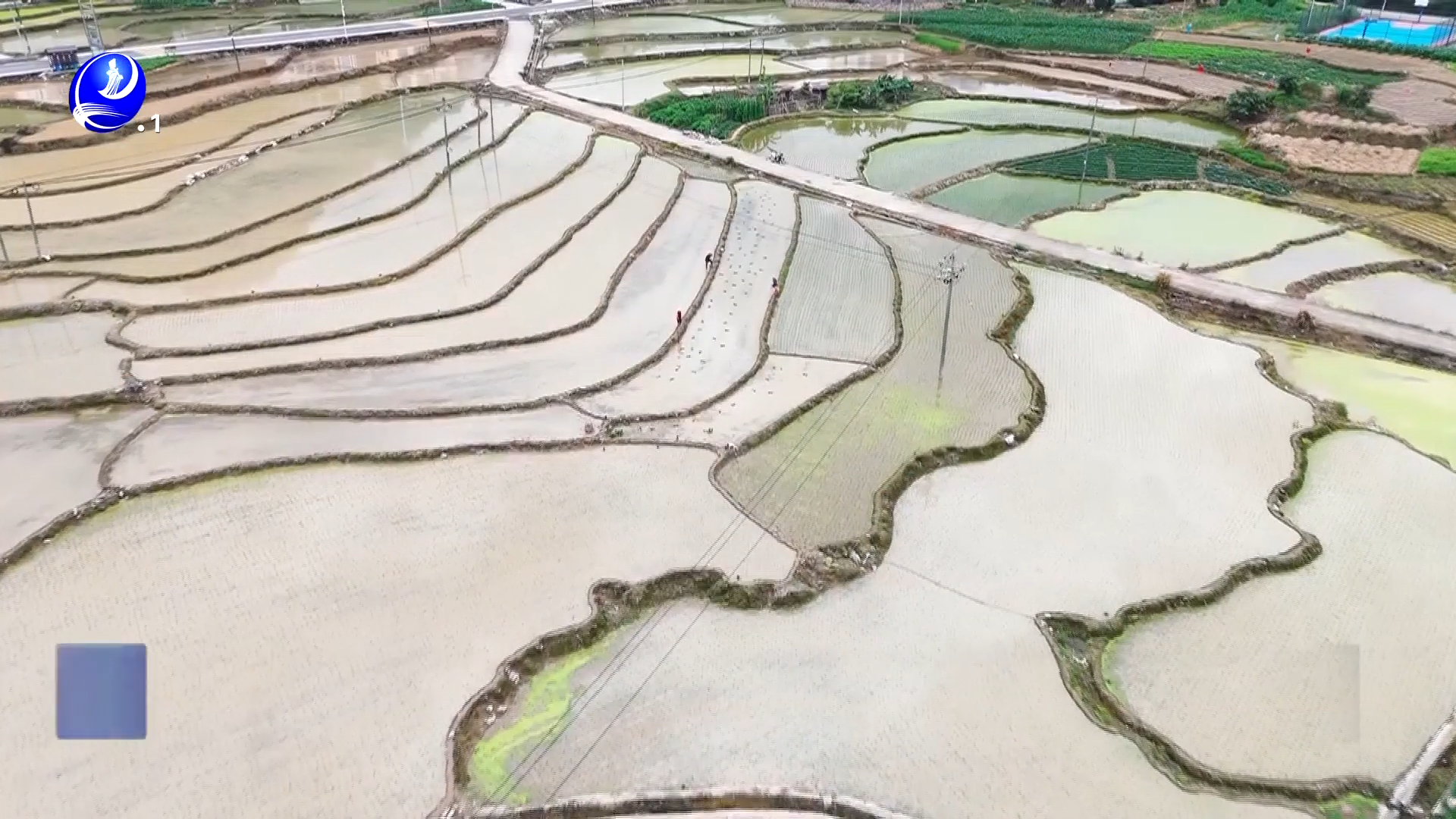 涵江大洋乡：单季水稻插秧正当时 　田间绘就新“丰”景