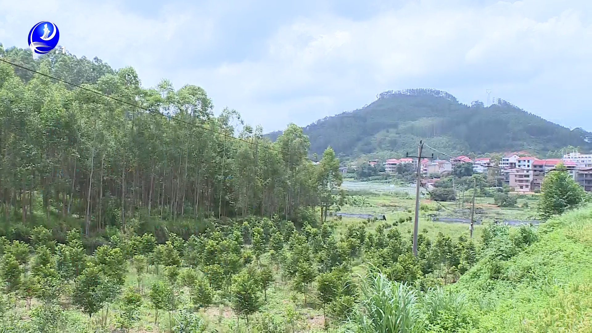 聚焦香材源头 仙游沉香种植打造香产业发展“新支点”